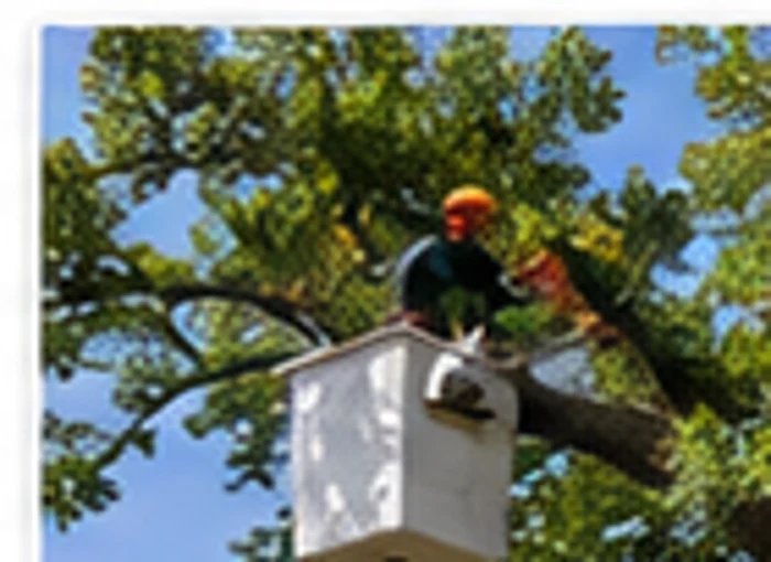 Tree pruning and trimming